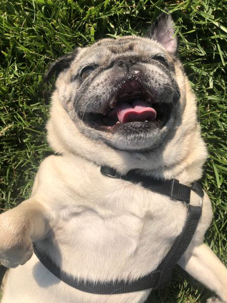 /images/uploads/pug nation rescue of los angeles/pugnation2021/entries/15448thumb.jpg